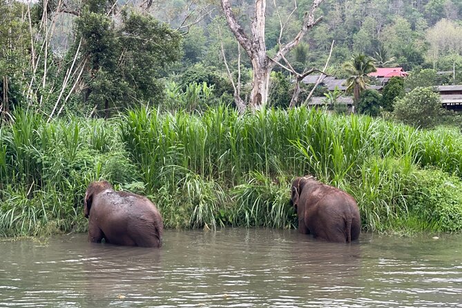 Half-Day Elephant Experience at Rantong - Who will enjoy this half-day outing