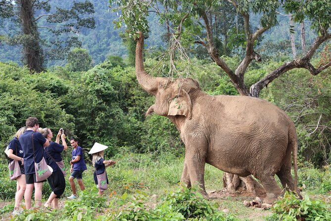 Half Day Elephant Home Sanctuary in Samui - Meeting rescued elephants in Samui’s jungle