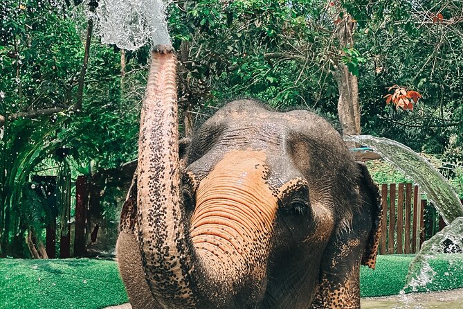 Half Day Elephant Home Sanctuary in Samui - Watching elephants walk and feed in the jungle