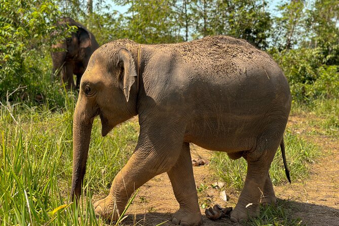 Half Day Elephant Home Sanctuary in Samui - Mud, water, and supervised bathing