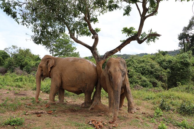 Half Day Elephant Home Sanctuary in Samui - A vegetarian meal and a short video