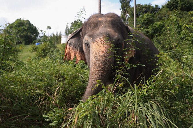 Half Day Elephant Home Sanctuary in Samui - Is $97.83 good value for three hours?
