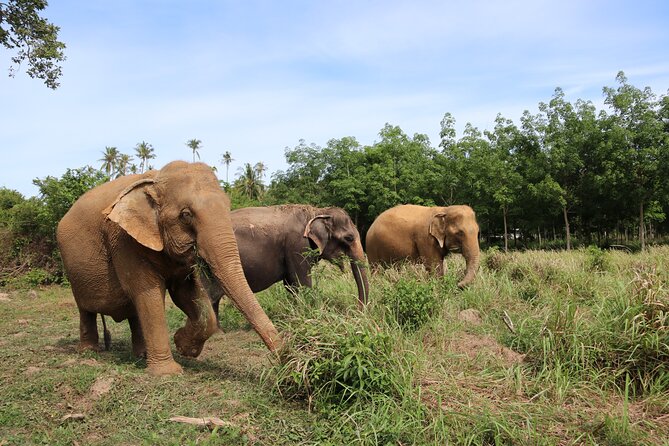 Half Day Elephant Home Sanctuary in Samui - Who will enjoy this elephant experience?