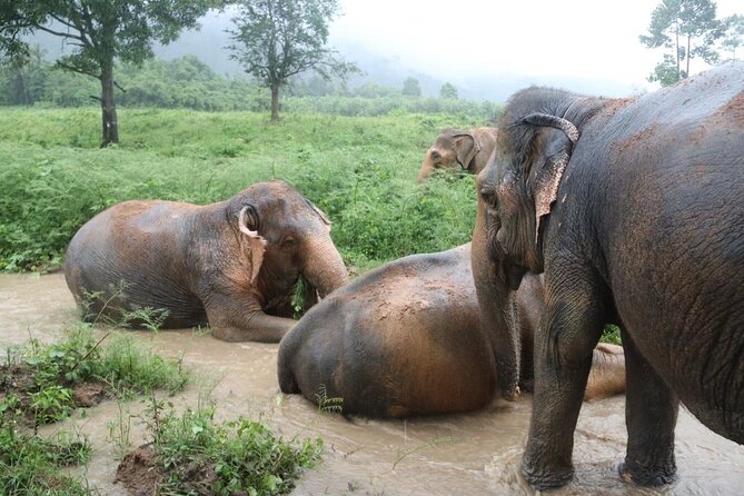 Half Day Elephant Home Sanctuary in Samui - Preparing food before the elephants arrive