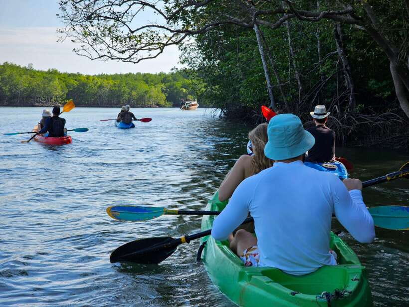 Half Day Mangrove Forest (Morning or Afternoon) - Two Hours Among Roots, Birds, and Mudflats