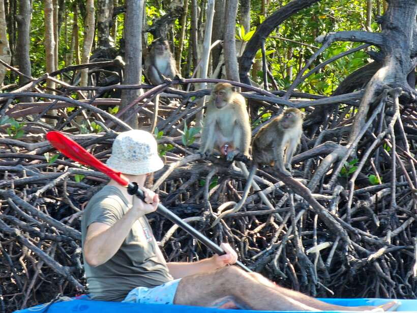 Half Day Mangrove Forest (Morning or Afternoon) - Monkey’s Point and the Question of Wildlife Ethics