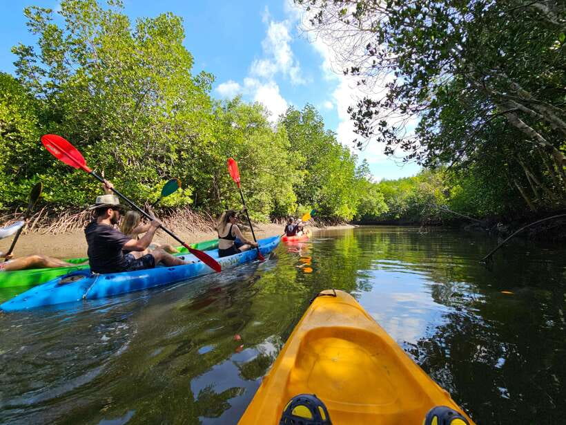 Half Day Mangrove Forest (Morning or Afternoon) - Morning or Afternoon: Which Departure Fits You?