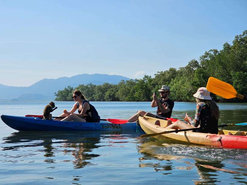 Half Day Mangrove Forest (Morning or Afternoon) - Choosing Between a Kayak and Longtail Boat