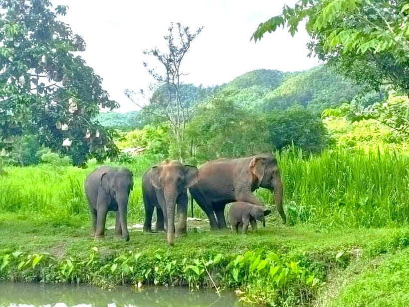 Half-day with CHIANGMAI ELEPHANT CARE program (12pm-6pm.) - Why this elephant visit feels different