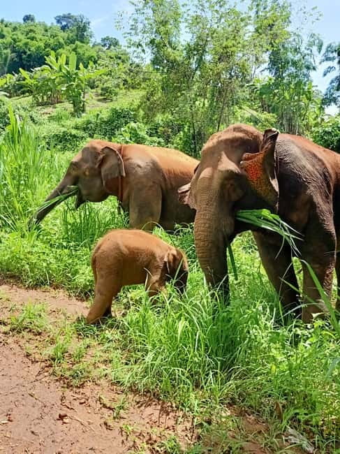 Half-day with CHIANGMAI ELEPHANT CARE program (12pm-6pm.) - Arrival, uniform, and a home-cooked lunch