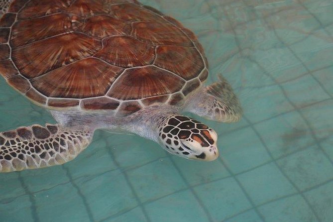 Khao Lak: Bamboo Rafting & Sea Turtle Conservation Center - Guides, drivers, and the small-group feel
