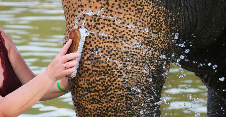 Khao Lak: Elephant Bathing and Turtle Center Visit - Key points to know before booking
