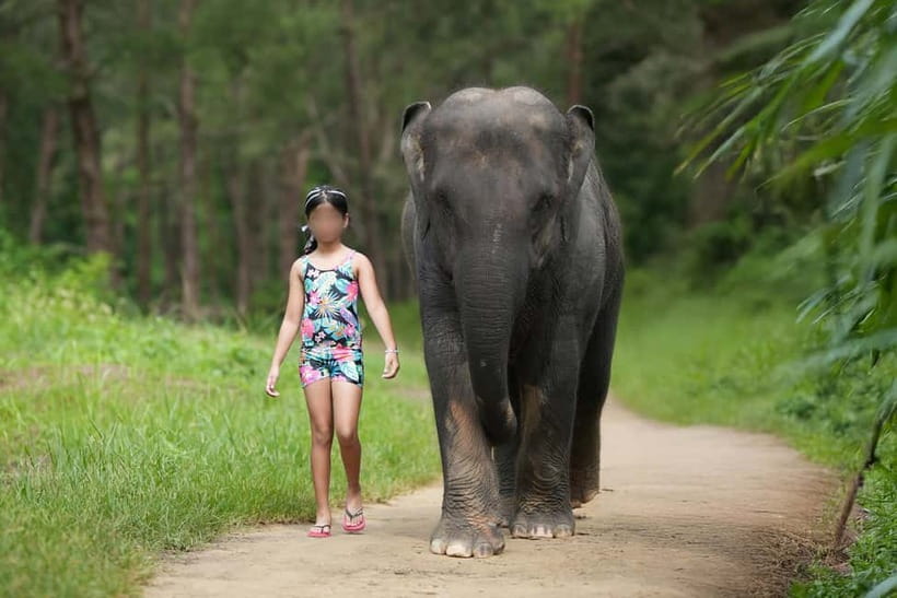Khao Lak: Elephant Bathing and Turtle Center Visit - The elephant encounter is the main event