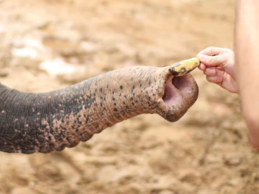 Khao Lak: Elephant Bathing and Turtle Center Visit - Bathing, scrubbing, and elephant-sized splashes