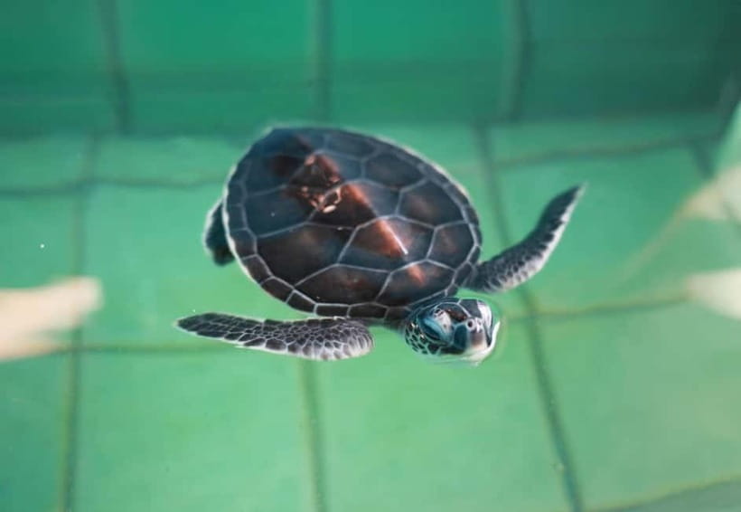 Khao Lak: Elephant Bathing and Turtle Center Visit - The Sea Turtle Center adds a quieter second half