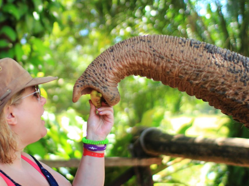 Khao Lak: Elephant Bathing and Turtle Center Visit - Guides make the half-day work