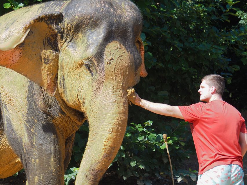 Khao Lak: Elephant Bathing and Turtle Center Visit - Transport and timing from Khao Lak