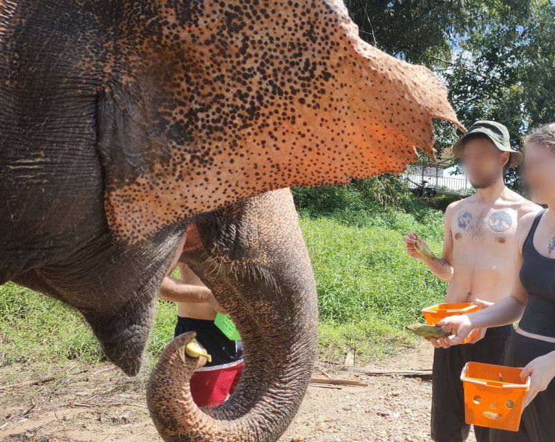 Khao Lak: Elephant Bathing and Turtle Center Visit - Is $63 a fair price?
