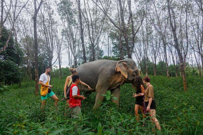 Khao Lak Guided Nature Walk & Elephant Experience - Walking into Khao Lak’s forest before 9am