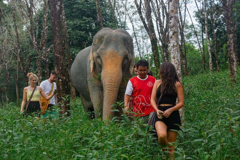 Khao Lak Guided Nature Walk & Elephant Experience - Meeting rescued elephants without a performance