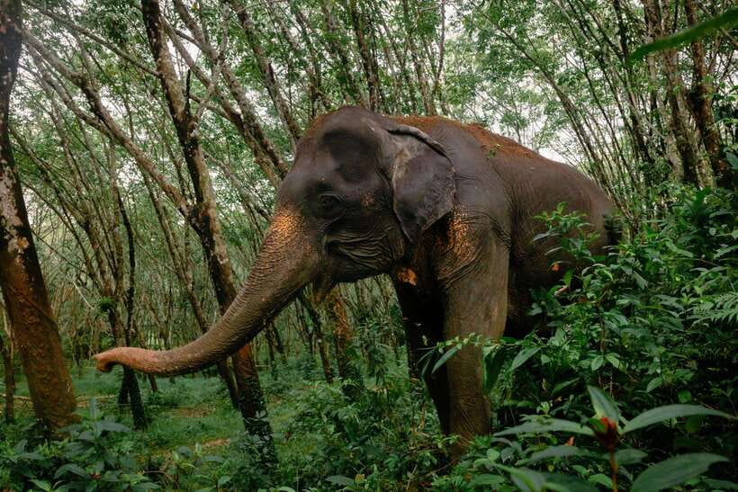 Khao Lak Guided Nature Walk & Elephant Experience - Why the hands-off policy changes the value