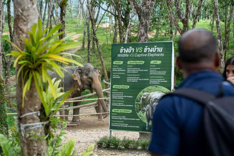 Khao Lak Guided Nature Walk & Elephant Experience - A good fit for families and careful wildlife watchers