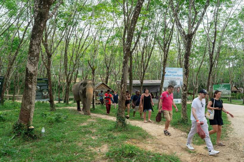 Khao Lak Guided Nature Walk & Elephant Experience - Booking details worth knowing