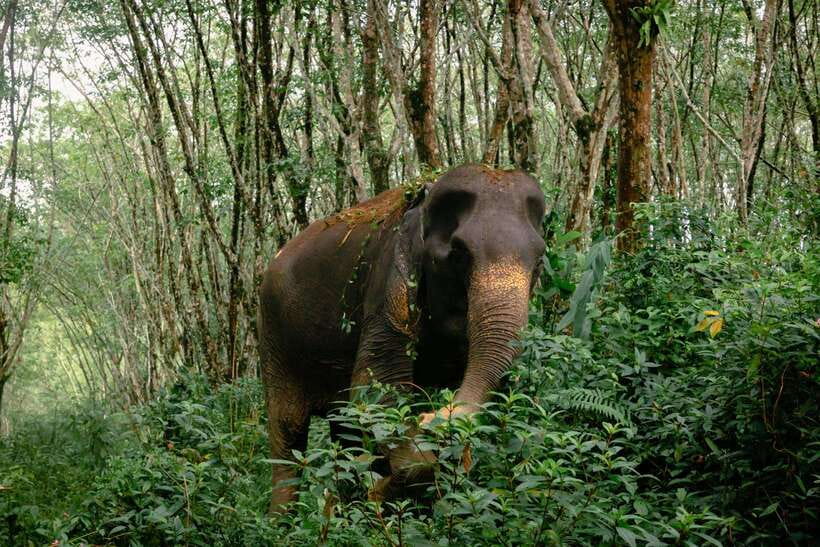 Khao Lak Guided Nature Walk & Elephant Experience - Should you book this Khao Lak elephant experience?