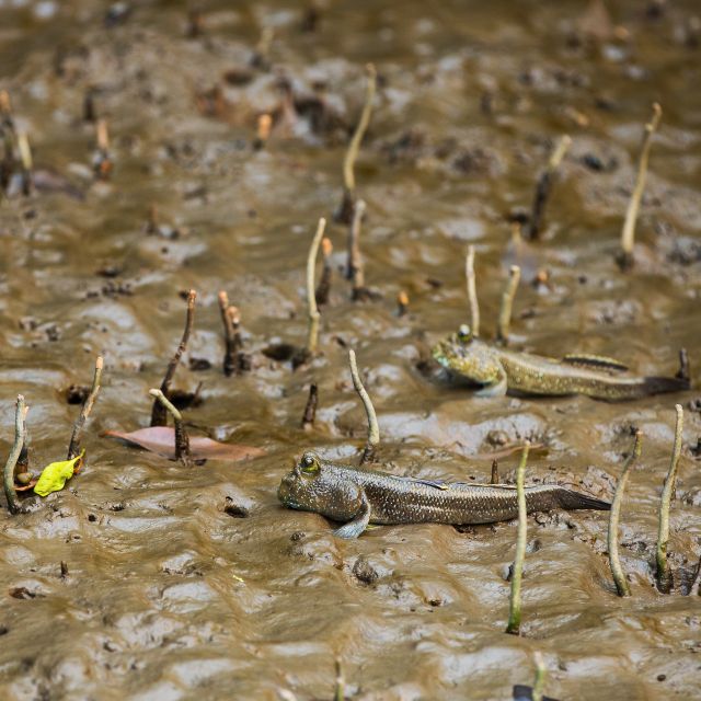 Khao Lak: Little Amazon Canoe Ride & Tam Nang Waterfall Tour - Two Nature Stops in One Half-Day