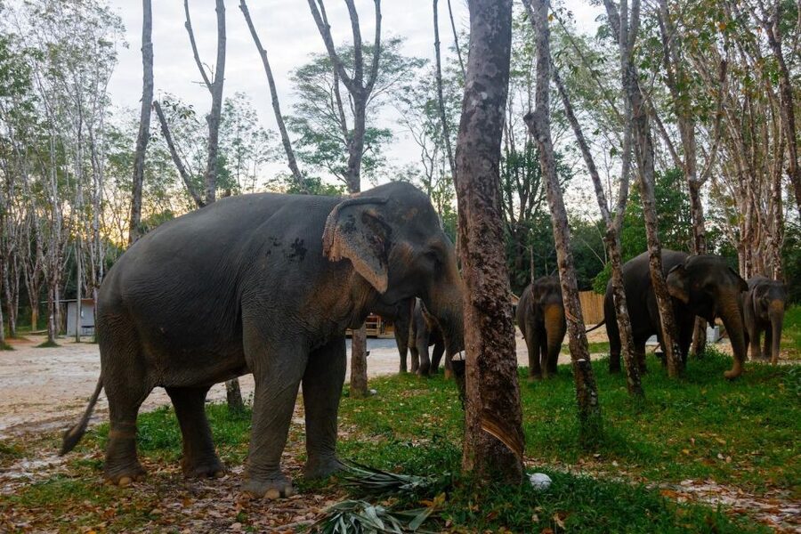 Khao Lak’s Best: Elephant Sanctuary,Rubber Tapping&Waterfall - Booking flexibility and practical limits