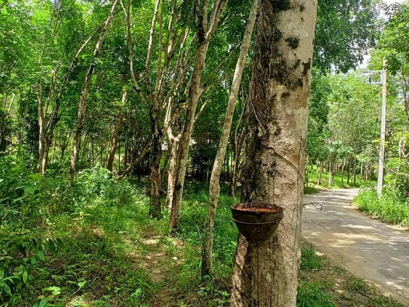 Khao Lak’s Best: Elephant Sanctuary,Rubber Tapping&Waterfall - A short tour with three very different experiences