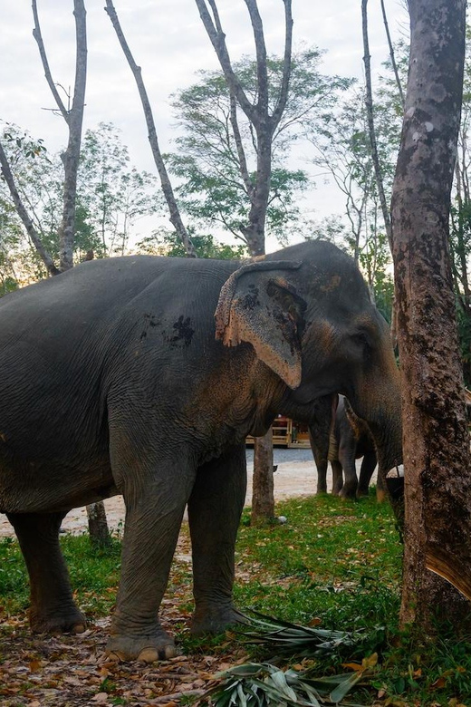 Khao Lak’s Best: Elephant Sanctuary,Rubber Tapping&Waterfall - Why the feeding session works so well
