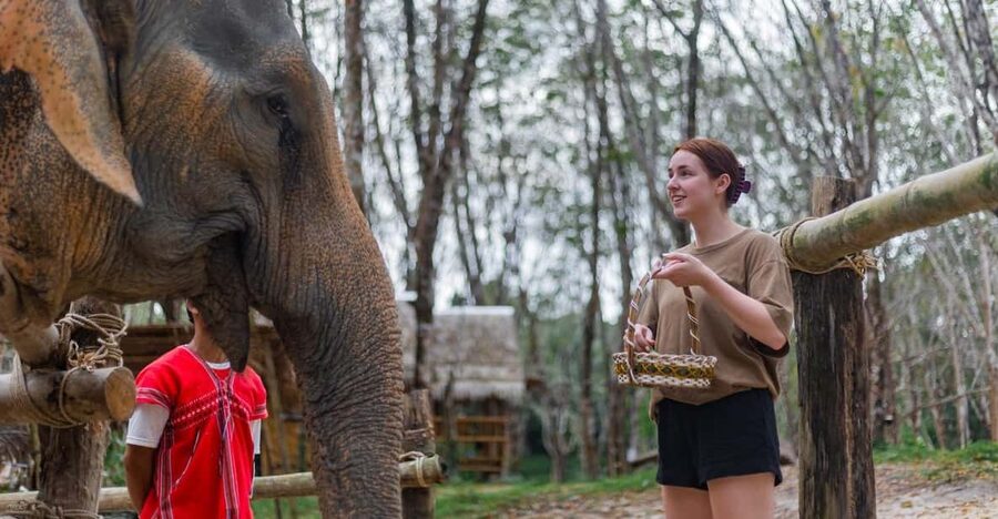 Khao Lak’s Best: Elephant Sanctuary,Rubber Tapping&Waterfall - Meeting rescued elephants at Khao Lak Ethical Elephant Sanctuary