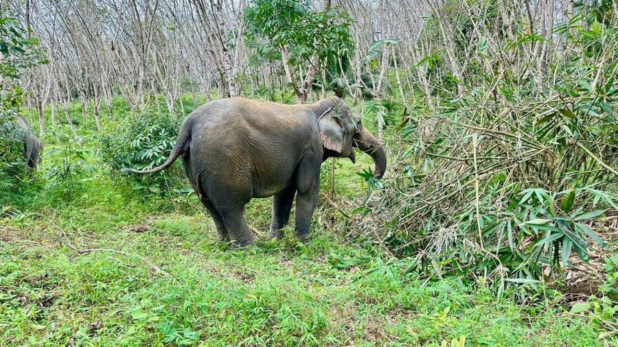 Khao Lak: Waterfall,Sea Turtle,Elephant Care,Meal & Transfer - A few limits to keep in mind