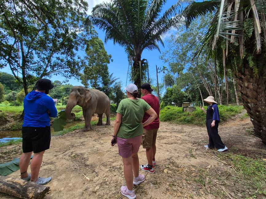 Khao Lak: Waterfall,Sea Turtle,Elephant Care,Meal & Transfer - Thai lunch at Khaolak Waterside Beach Club