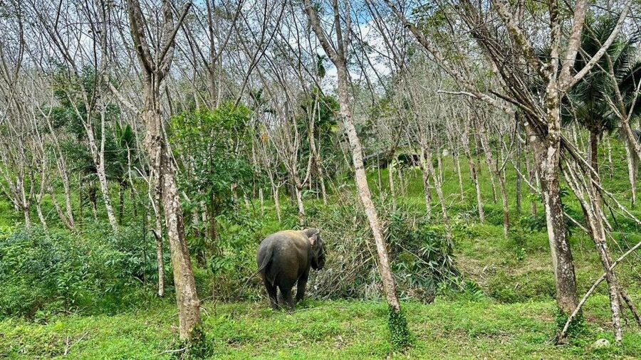 Khao Lak: Waterfall,Sea Turtle,Elephant Care,Meal & Transfer - Pickup, timing, and the small-group setup