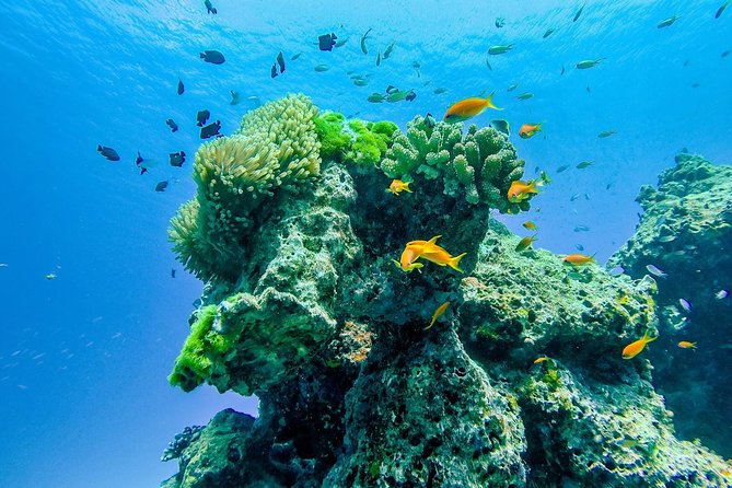 Khao Lak: Wow Andaman Snorkeling Trip to Similan Islands - The return trip includes a useful final meal