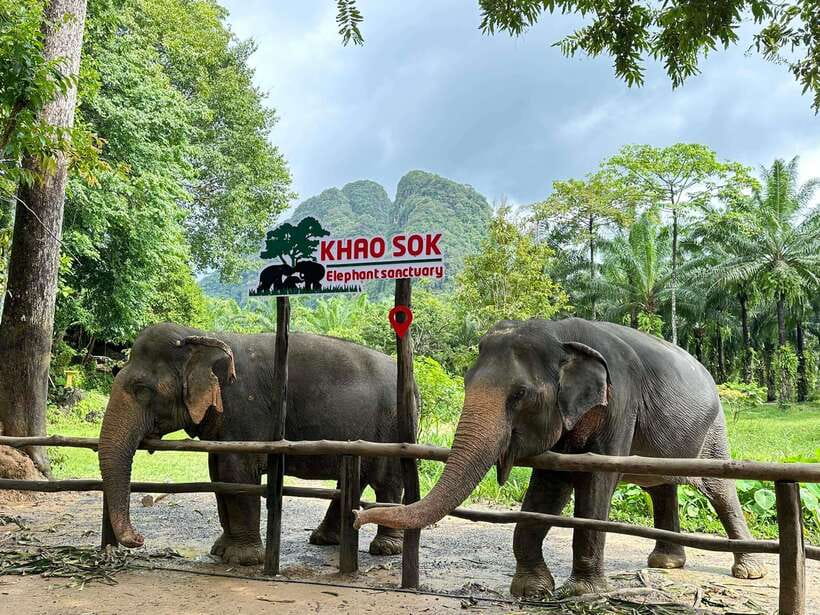 Khao Sok: Ethical Elephant Experience & Nature Walk - Key Points Before You Book