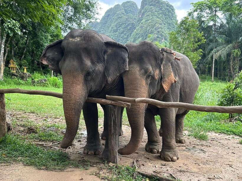 Khao Sok: Ethical Elephant Experience & Nature Walk - Preparing Food and Feeding the Elephants