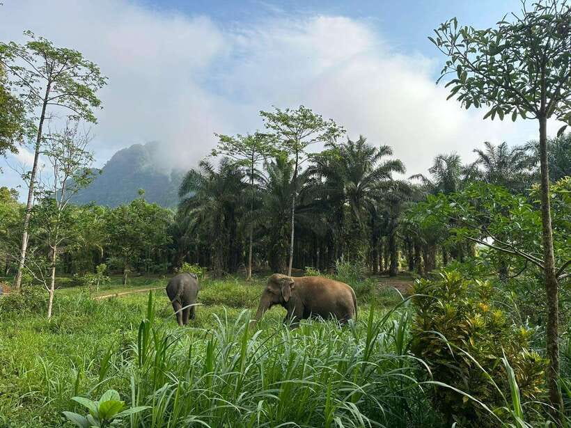 Khao Sok: Ethical Elephant Experience & Nature Walk - Watching Natural Behavior in a Peaceful Setting