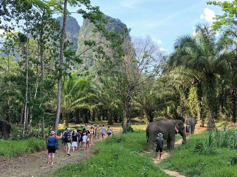 Khao Sok: Ethical Elephant Experience & Nature Walk - A Guided Walk Through Khao Sok’s Green Surroundings