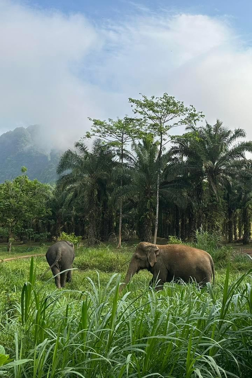 Khao Sok: Ethical Elephant Experience & Nature Walk - What the $41 Price Really Covers