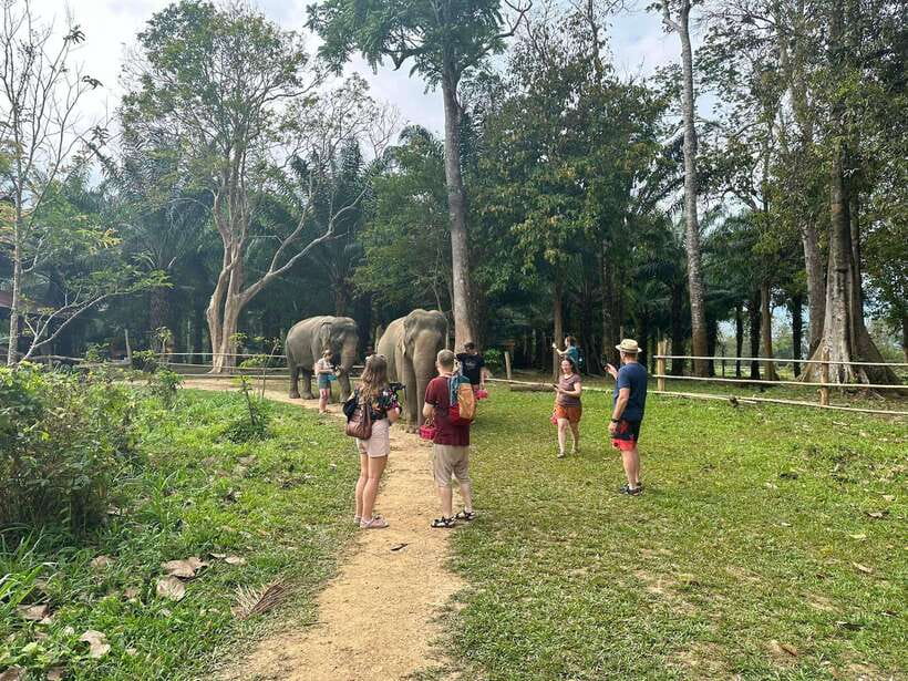 Khao Sok: Ethical Elephant Experience & Nature Walk - Who Will Get the Most From This Visit