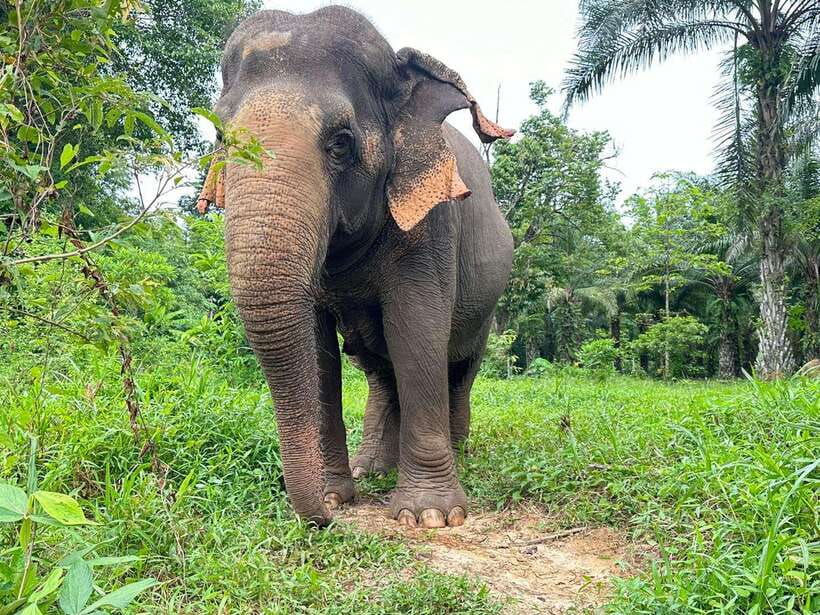 Khao Sok: Ethical Elephant Experience & Nature Walk - Booking Flexibility and Practical Planning