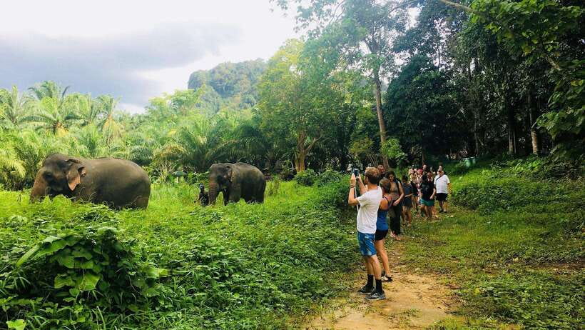 Khao Sok: Ethical Elephant Experience & Nature Walk - Arriving at Khao Sok Elephant Sanctuary