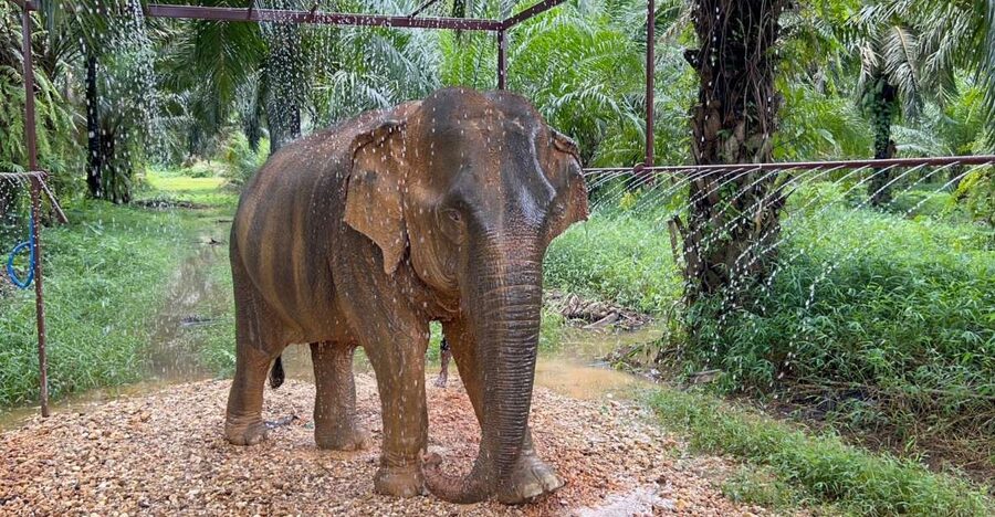Khao Sok: Ethical Elephant Sanctuary Visit - Key points to know before booking