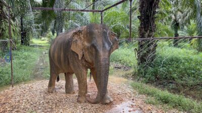 Ethical Elephant Sanctuary Visit