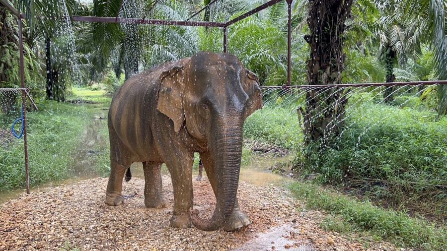 Khao Sok: Ethical Elephant Sanctuary Visit - Watching elephants at their own pace