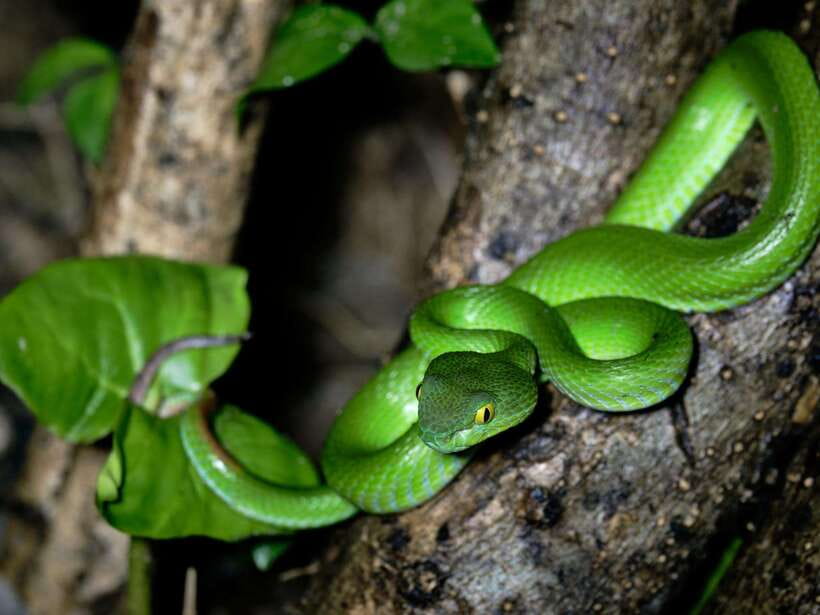 Khao Sok: Private Night Safari Adventure w/ Hotel Transfer - What the Khao Sok night safari is really about