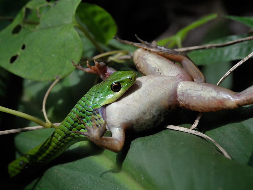 Khao Sok: Private Night Safari Adventure w/ Hotel Transfer - The creatures you might see after dark
